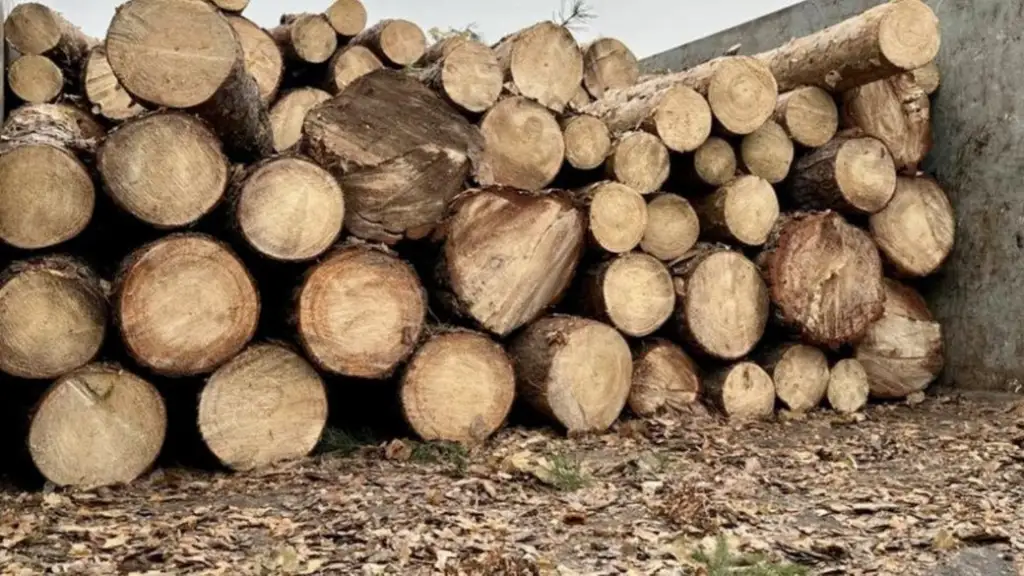 На Волині перед судом постануть 13 чоловіків, підозрюваних у масштабній незаконній вирубці лісу