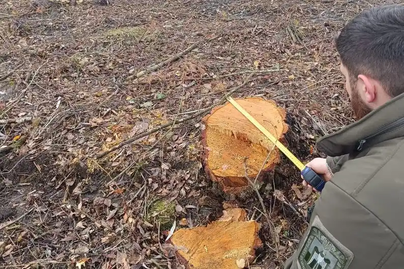 Збитки на понад 32 мільйони гривень: на Волині виявили порубку дерев