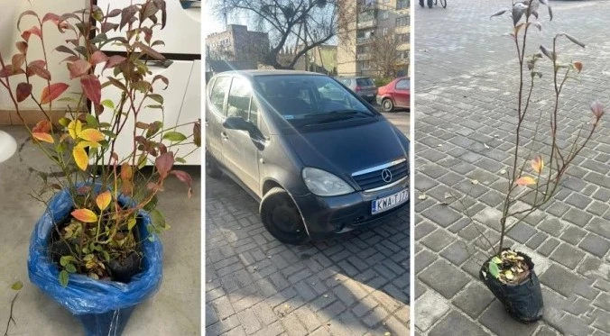 Буде два переможці: у Рожищі розігрують кущі лохини, щоб зібрати гроші на ремонт авто для фронту