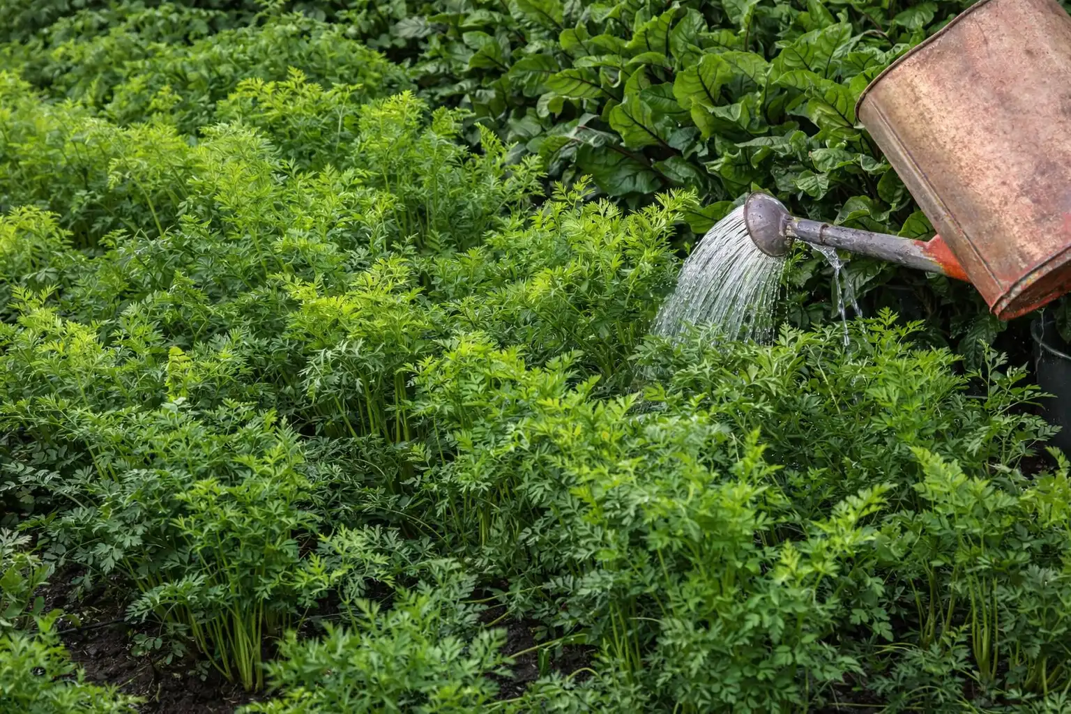 Як правильно проривати моркву для отримання великих коренеплодів